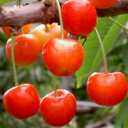 こだわり　其の七　《果物》