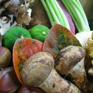 浜松北部は山菜の宝庫で、たらの芽、ふきのとう、うど、こごみ…等の山の幸が採れます。