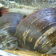 鹿島灘以北、オホーツク海の浅い砂地に生息。産卵期は南ほど早く４月頃から始まり、北海道では夏頃になる。