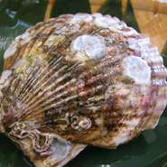 稚貝を採取して養殖したものと、稚貝をある程度まで育てて海に放流する「地まき」という方法があります。