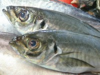 地元で捕れた新鮮な鯵を使用。地付きの鯵が最も美味しくなるのは5月から7月です。