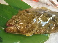 旬の時期に脂がのってくると、”白身”のはずの身が飴色になってきます。