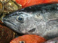 春に九州から北上して北海道南部に到達、遠州灘には5月前後にやってくる「もちかつお」が有名です。