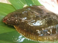 「石鰈」と漢字で書くように表側に石のようなものがついている。これが名の由来になっている。