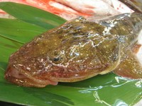 旬は春から初夏にかけて南日本で多く漁獲される。大きくなる魚で1メートル近いものも市場で見かける。