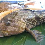 晩秋から冬にかけては産卵期にあたり身がやや柔らかく、漁獲量がとても少ない。 