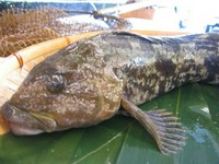 晩秋から冬にかけては産卵期にあたり身がやや柔らかく、漁獲量がとても少ない。