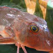 旬は秋から冬で、とくに肌寒い時期になってくると脂がのってくる。刺身にすると透明感のある白身である。