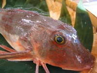 旬は秋から冬で、とくに肌寒い時期になってくると脂がのってくる。刺身にすると透明感のある白身である。