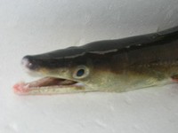 熟練の技で骨切りしたハモは、松茸と合わせて土瓶蒸しに・・・どれをとっても美味きわまりない逸品です。