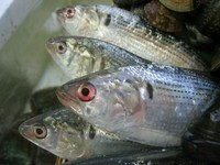 早春の生まれたばかりの「しんこ」には、浜松市場で1キロ25000円、ときには80000円という高値がつく。