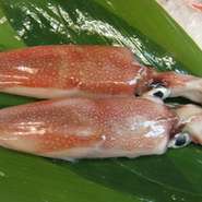 夏から秋に子供の赤イカが漁獲される。初物はなかなか高価であり、冬には成体（大きく）となり流通する。