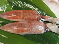 夏から秋に子供の赤イカが漁獲される。初物はなかなか高価であり、冬には成体(大きく)となり流通する。