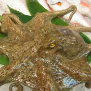 値段はもちろん国産のほうが格段に高いが、味もあきらかによい。浜名湖は真蛸の良質な漁獲地なのである。