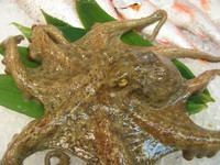 値段はもちろん国産のほうが格段に高いが、味もあきらかによい。浜名湖は真蛸の良質な漁獲地なのである。