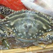 北海道から九州まで棲息し、一般的には「わたりがに」のことをさす。