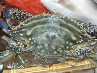 北海道から九州まで棲息し、一般的には「わたりがに」のことをさす。