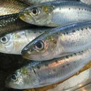 昔は大衆魚でしが近ごろは高級魚となってしまい、このように安くておいしい魚が減ってきているのが残念です