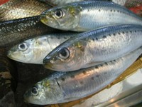 昔は大衆魚でしが近ごろは高級魚となってしまい、このように安くておいしい魚が減ってきているのが残念です