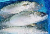 東京湾を回遊し、初夏や秋にビシ仕掛けで釣る。このサバは非常に数が少なく、関さば以上に高価になることも