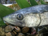 小魚を追って海を疾走する肉食魚で、関西などで珍重される。冬から初夏に素晴らしいものが入荷してくる。