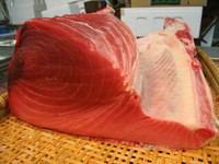 200キロ、300キロの大物は脂ものり、特に大トロの部分はなかなか手の届かない逸品になってしまいました。