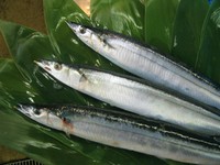 初夏、最北の漁場で限定的に小型船だけでのサンマ漁は始まる。この時期のサンマは値段も驚くほど高くなる。