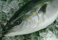 いちばん脂ののった時期に漁獲されたものが、佐渡ブリ、能登ブリ、富山湾に入ったものが氷見ブリである。