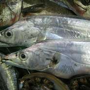 産卵期は春から秋で旬も産卵期に重なる。昼はやや深い海にいるが、夜には浅い海の表層まで浮かんでくる。