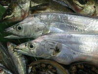 産卵期は春から秋で旬も産卵期に重なる。昼はやや深い海にいるが、夜には浅い海の表層まで浮かんでくる。