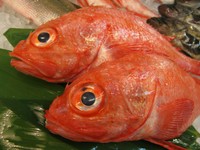 最高級魚として名高いキンキをお値打ち価格でご提供。脂がとっても上品で一度食べたらもうヤミツキです。