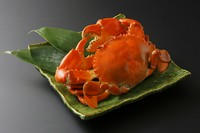 どうまん蟹は近年漁獲量が極めて少なくなり、雄雌の指定や、大きさの指定などが承ることができかねます。