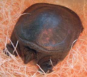 Lake Hamana specialty!! Soft-shelled turtle course *Reservation required