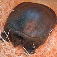 ◇◆◇　ぷるぷるコラーゲンが女性に大人気!!　アンチエイジング効果　◇◆◇