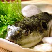 遠州灘沖の「とらふぐ」は味が良く身の締まりも抜群です。

全国のとらふぐの漁獲量の約二割は遠州産と言われるぐらいで、下関からも買い付けに来るほど全国で認められた逸品なのです。

ふぐの皮にはコラーゲンを多量に含んでいて、女性の皆さんはよくご存知と思われますが、一般的にコラーゲンは皮膚や髪の老化を防ぐ働きをするそうなので、美肌効果を期待して食べられるのも嬉しいですね。