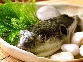 ◇◆◇　天然『とらふぐ』をおもいっきり満喫したい　◇◆◇ 