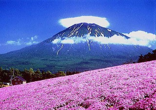 5月のGWは芝桜が見頃。ドライブの途中にぜひ立ち寄ってみて!