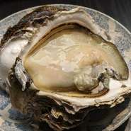 粒が大きくさっぱりした味が特徴です。９月末にむけて産地が大分、山口、徳島と変わっていきます。