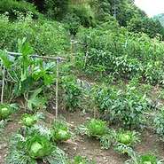 店主の義父が作る自家菜園や地元で採れた野菜や卵、近海で獲れた魚介類、国産の牛肉など、安心、安全に気を配った食材を使っています。また、本場のイタリアのチーズや生ハムも味わってもらいたい食材です。
