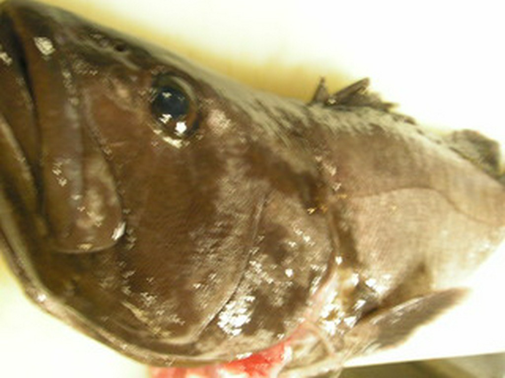 「活魚くえ」くえ鍋、くえ刺など単品でのご予約も承ります。