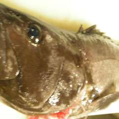 「活魚くえ」くえ鍋、くえ刺など単品でのご予約も承ります。