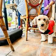 わんちゃんもOK！