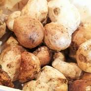 フレッシュポルチーニは、9月～10月の期間限定！乾燥では味わえない甘い香りにナッツのような濃厚な風味、