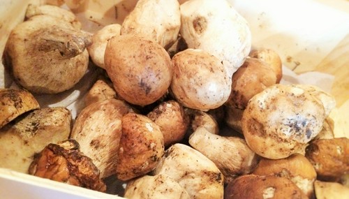 イタリアの風物詩　秋の味覚『フレッシュポルチーニ』