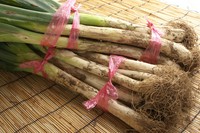 松本一本ネギは太くて白い部分に甘みがたっぷり。