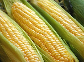 こだわりは野菜類にも…