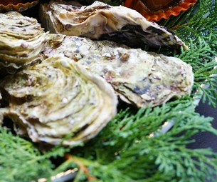 【炭火焼き!!】90分  牡蠣(かき)食べ放題コース(2名様から)