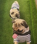 当店では、イートインスペース外にペットをはなせるスペースを小スペースではありますが、ご用意しております。