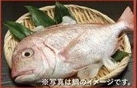 【年末年始のお集まりに！】海鮮コース（全8品飲み放題付き）　6,000円　※写真は一例です