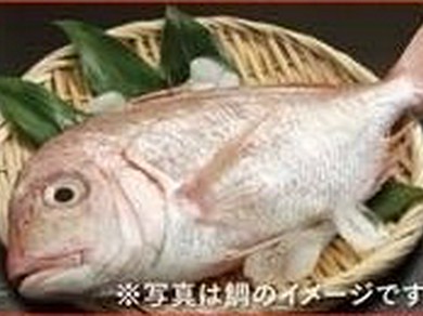 【歓送迎会に！】海鮮コース（全8品飲み放題付き）　6,000円　※写真は一例です